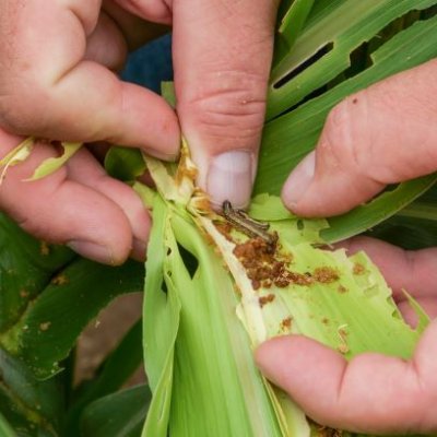 close up image of two hands holding a green leaf on which is a brown caterpillar